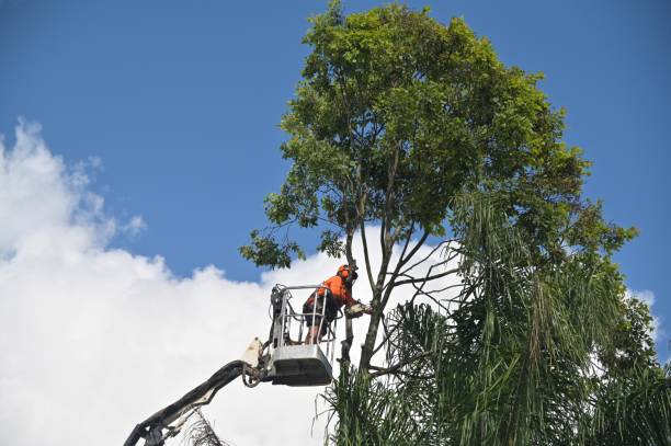 Best Hazardous Tree Removal  in Fontana, CA